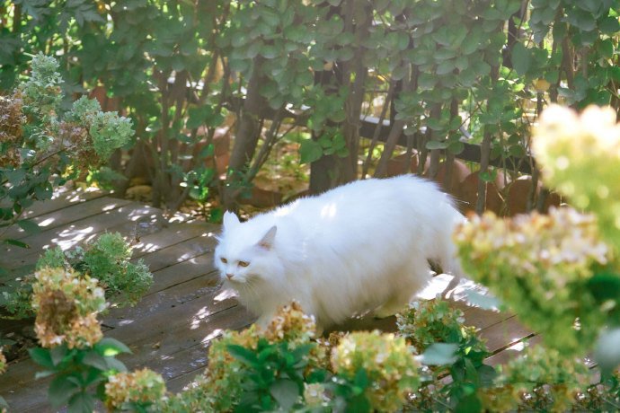 点击大图看下一张：像棉花糖一样柔软白色猫咪