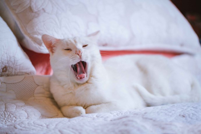 点击大图看下一张：赖在主人床上的白猫图片