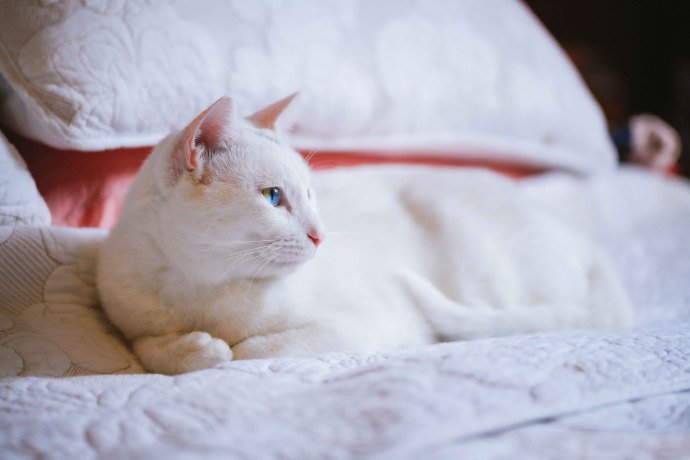 点击大图看下一张：赖在主人床上的白猫图片