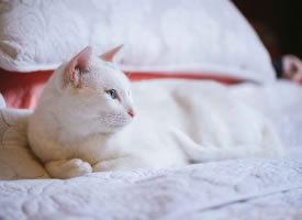 赖在主人床上的白猫图片
