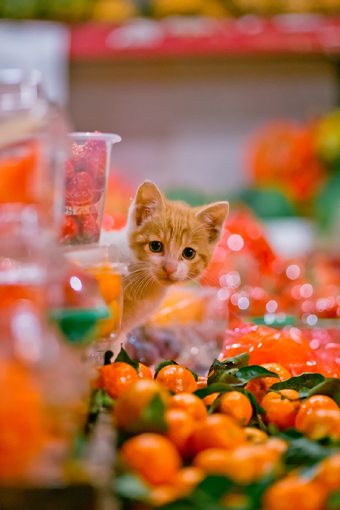 点击大图看下一张：橘猫们的美丽摄影图片