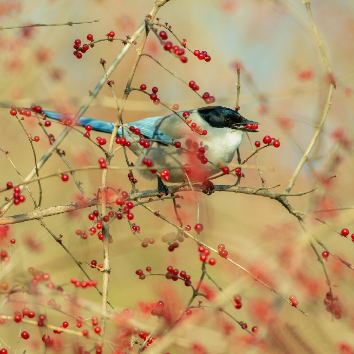 点击大图看下一张：一组秋天的小鸟唯美图片