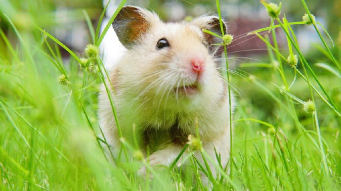 点击大图看下一张：绿色草地里超可爱的仓鼠图片