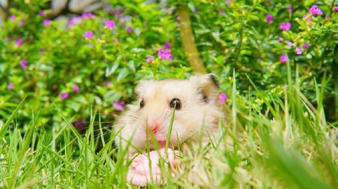 点击大图看下一张：绿色草地里超可爱的仓鼠图片