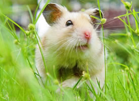 绿色草地里超可爱的仓鼠图片