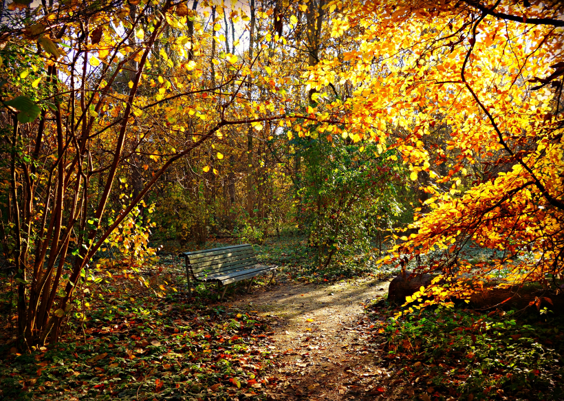 点击大图看下一张：一组深秋的树林图片
