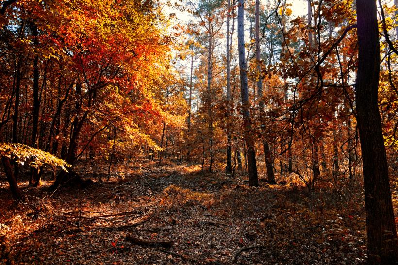 点击大图看下一张：一组深秋的树林图片