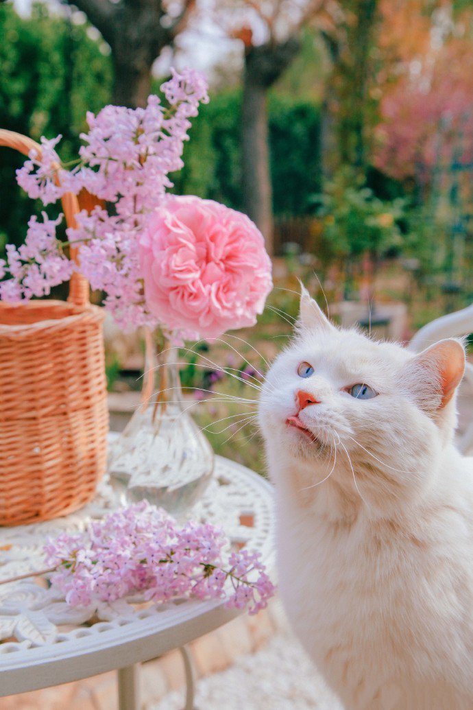 点击大图看下一张：一组猫咪与玫瑰唯美图片