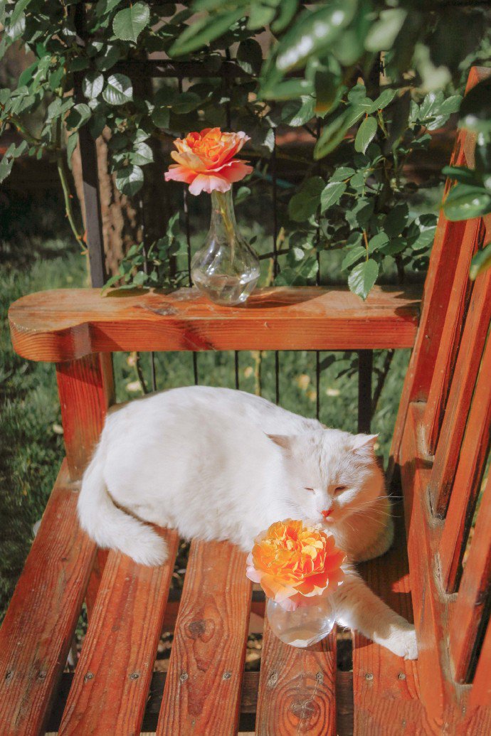 点击大图看下一张：一组猫咪与玫瑰唯美图片