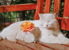 一组猫咪与玫瑰唯美图片