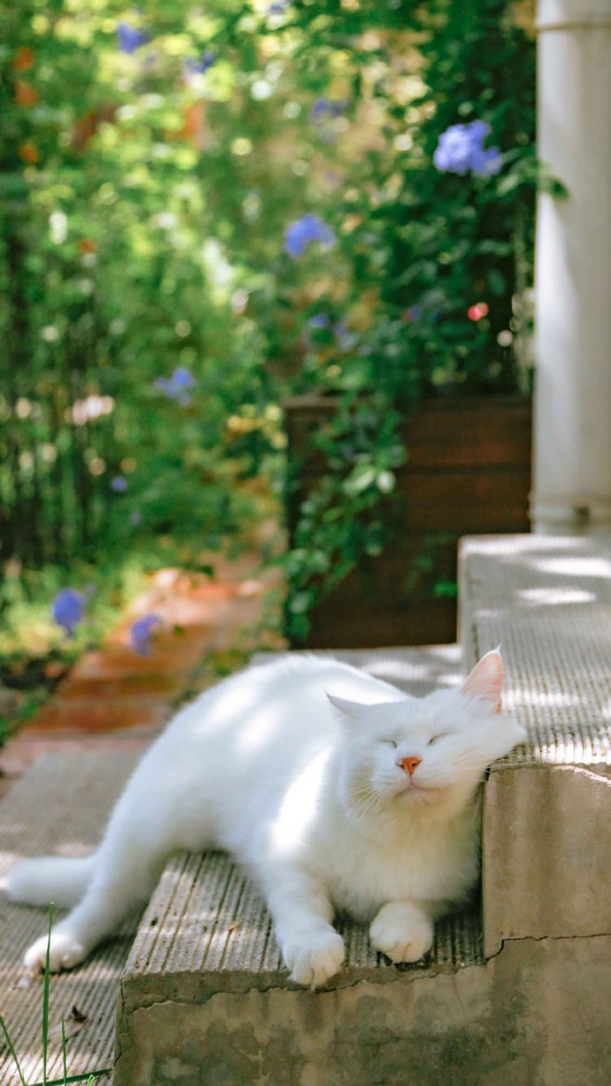 点击大图看下一张：清新可爱的蓝眼白猫图片