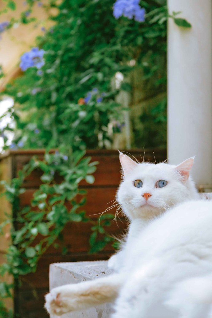 点击大图看下一张：清新可爱的蓝眼白猫图片