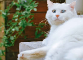 清新可爱的蓝眼白猫图片