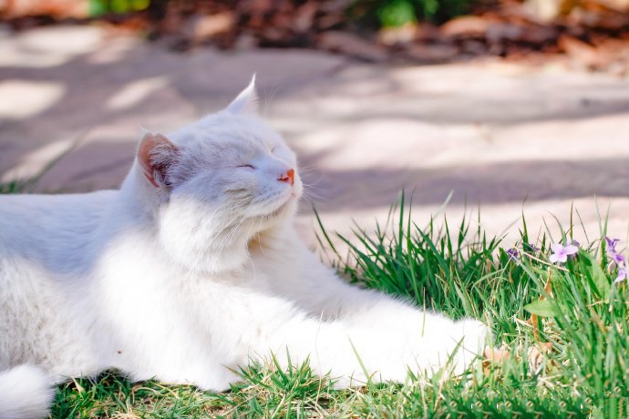 点击大图看下一张：沐浴在阳光下的蓝眼白猫