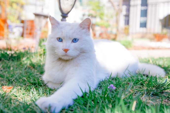 点击大图看下一张：沐浴在阳光下的蓝眼白猫