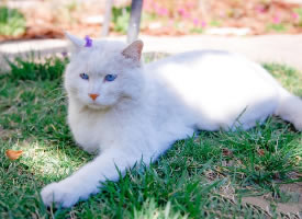 沐浴在阳光下的蓝眼白猫