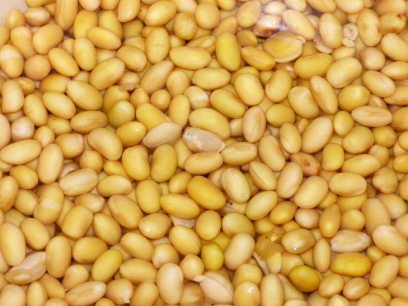 点击大图看下一张：营养丰富的黄豆图片