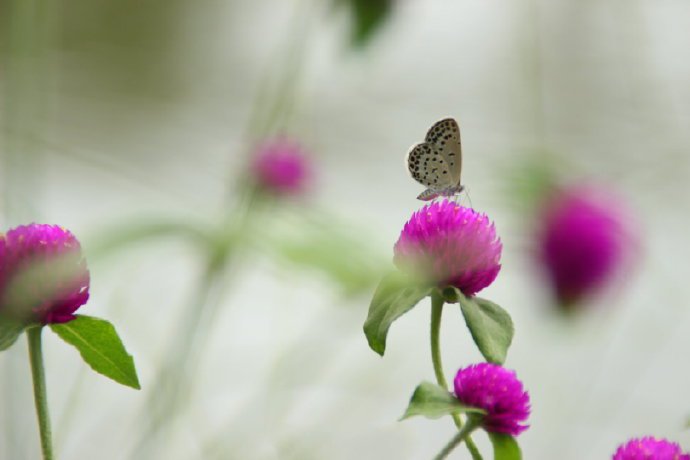 点击大图看下一张：花朵上超唯美的小蝴蝶图片