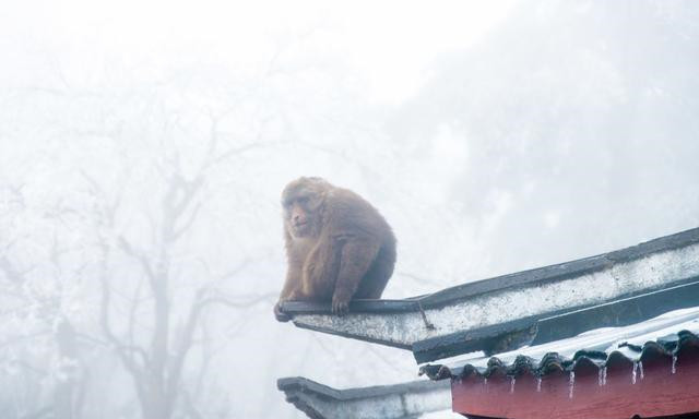 点击大图看下一张：白茫茫的峨眉山雪景图片