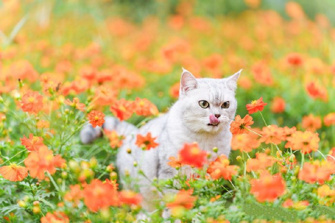 点击大图看下一张：橙色花海里的可爱猫咪