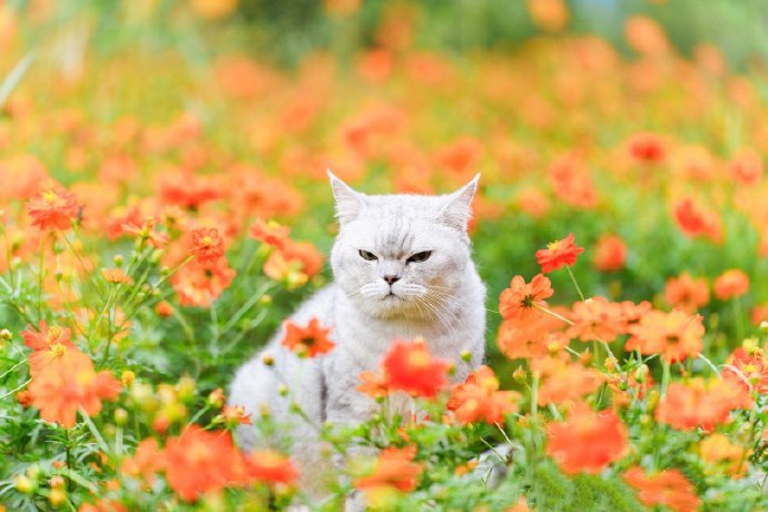 点击大图看下一张：橙色花海里的可爱猫咪
