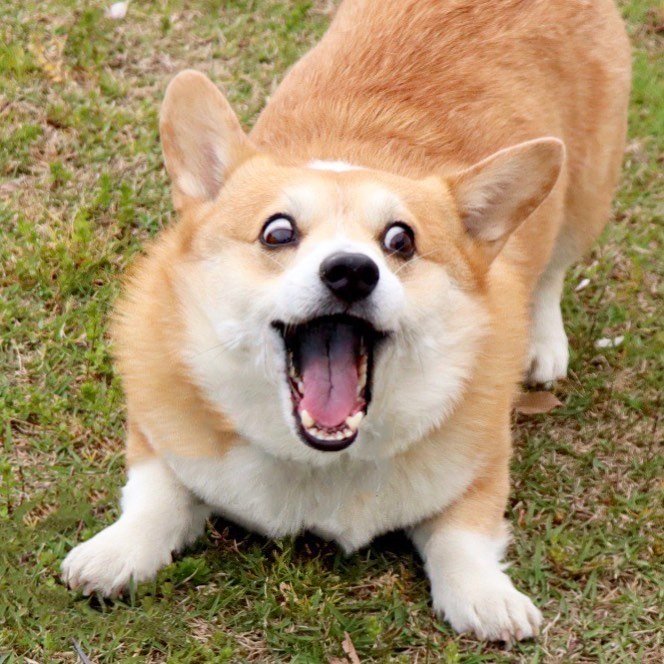 点击大图看下一张：一组表情超可爱的柯基狗狗