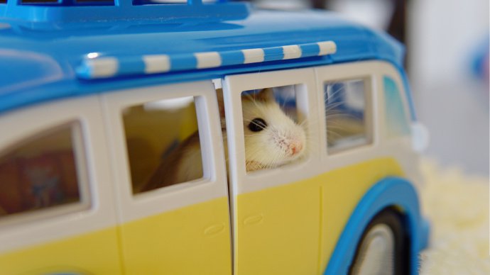 点击大图看下一张：开小车车的仓鼠图片