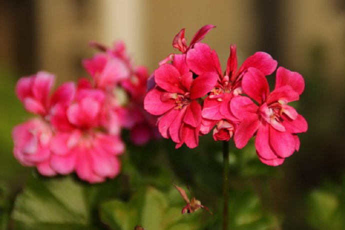 点击大图看下一张：激情四溢、热情似火版的天竺葵