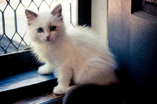 点击大图看下一张：浅淡梦幻美的可爱猫咪
