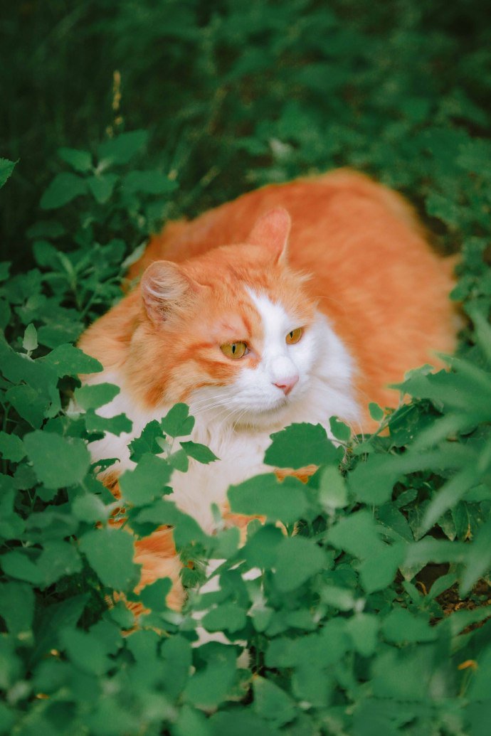 点击大图看下一张：躲在草丛里的胖橘图片