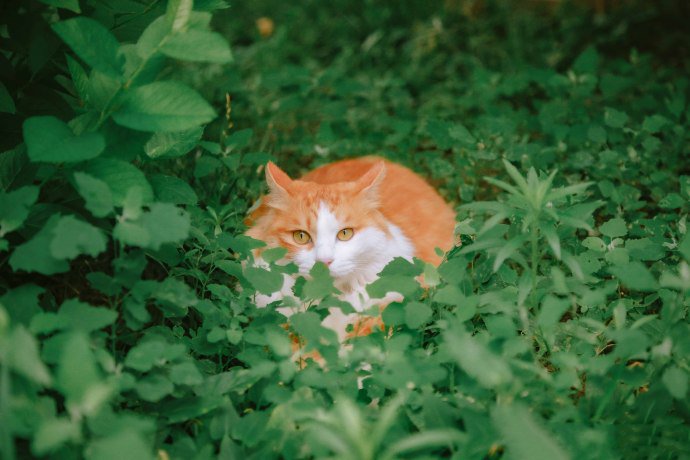 点击大图看下一张：躲在草丛里的胖橘图片