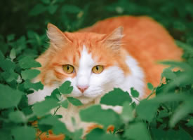 躲在草丛里的胖橘图片