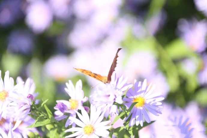 点击大图看下一张：一组超美的蝶恋花图片欣赏