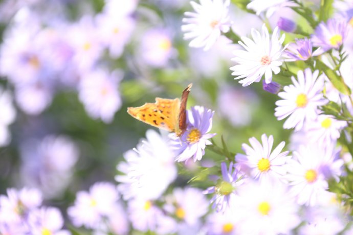 点击大图看下一张：一组超美的蝶恋花图片欣赏