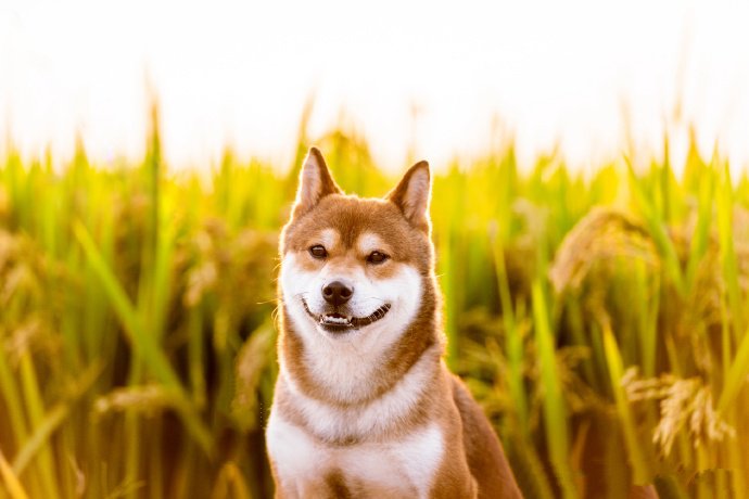 点击大图看下一张：一组稻谷前拍摄的唯美狗狗