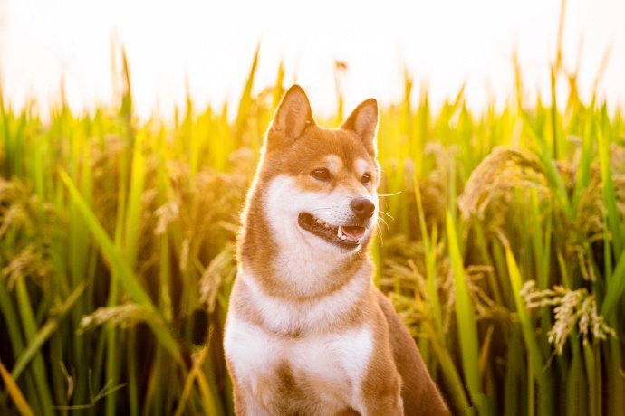 点击大图看下一张：一组稻谷前拍摄的唯美狗狗