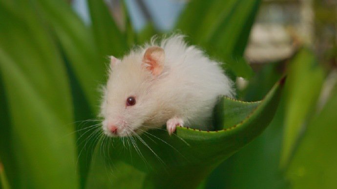 点击大图看下一张：一组超萌超可爱的小仓鼠