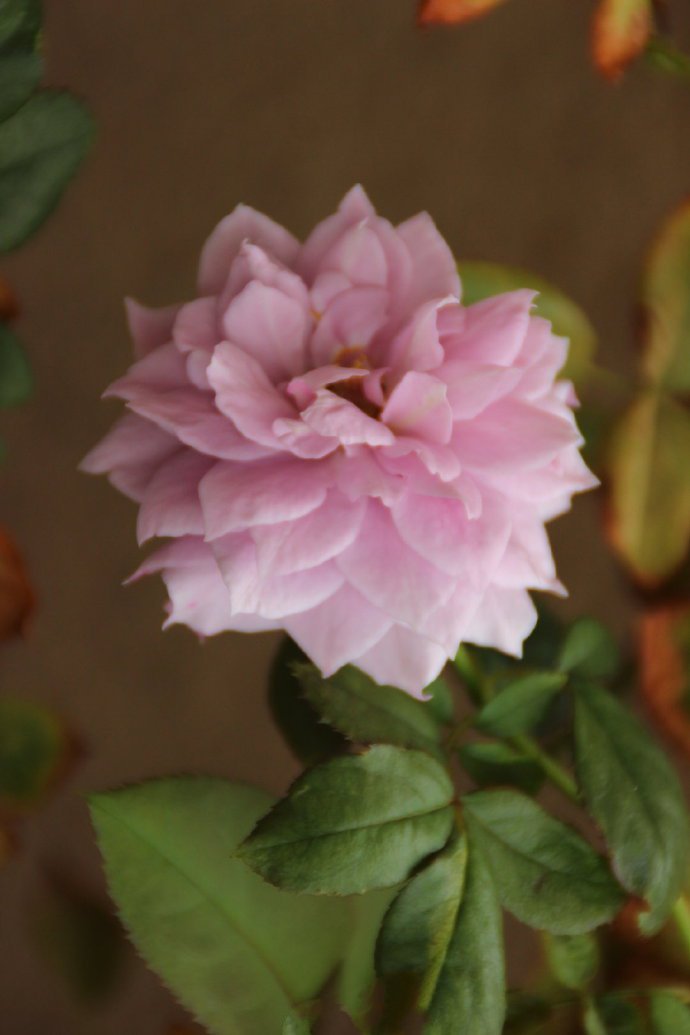 点击大图看下一张：一组粉色唯美的蔷薇花图片欣赏