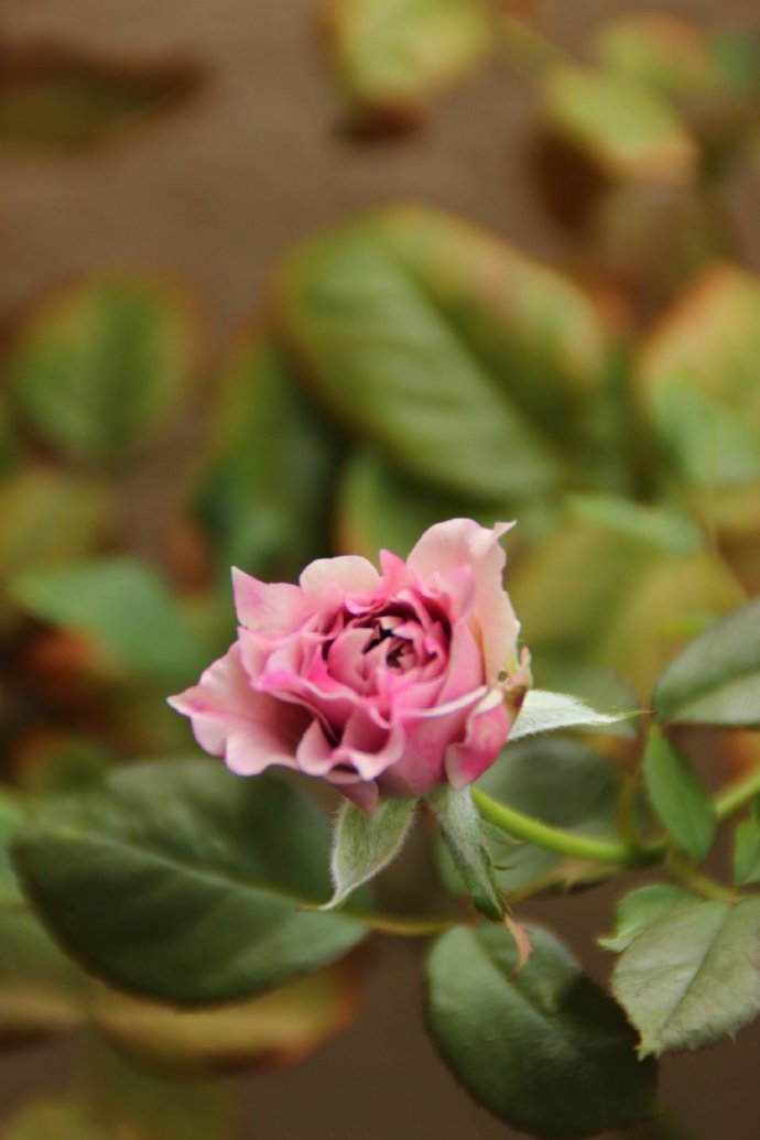 点击大图看下一张：一组粉色唯美的蔷薇花图片欣赏