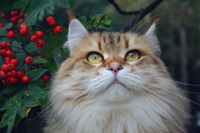 点击大图看下一张:小狮子的庭院秋日畅想曲