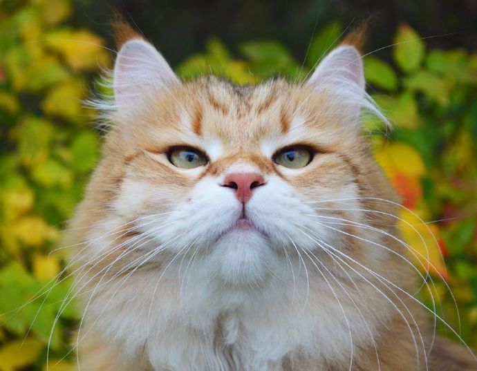 点击大图看下一张:小狮子的庭院秋日畅想曲