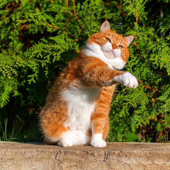 点击大图看下一张:一组可爱神气的胖橘图片