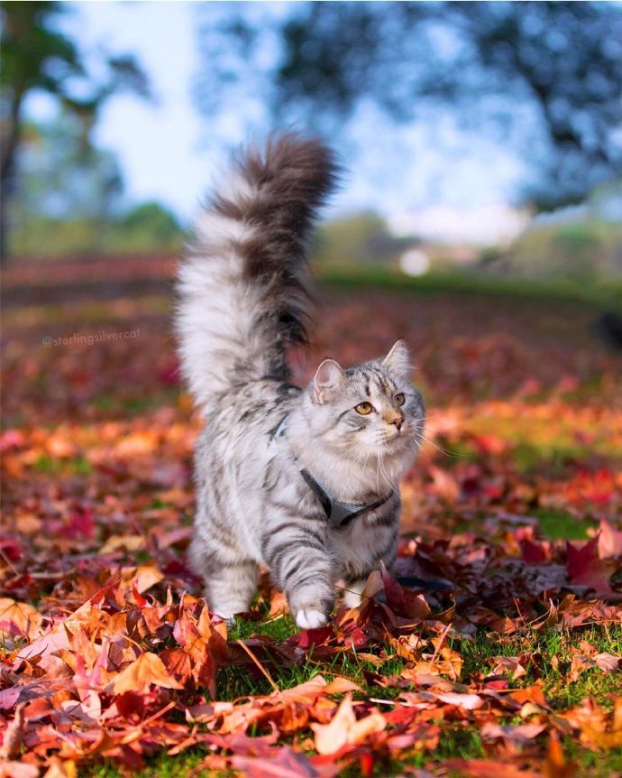 点击大图看下一张：长毛猫猫和秋天很搭