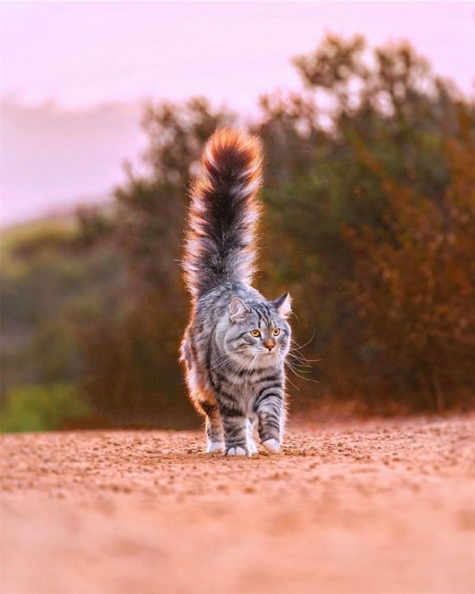 点击大图看下一张：长毛猫猫和秋天很搭