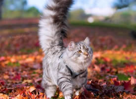 长毛猫猫和秋天很搭