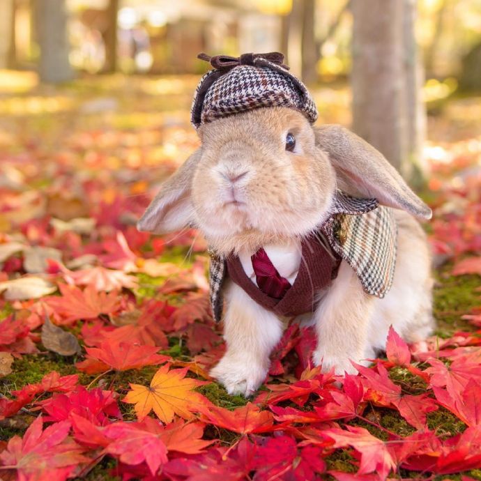 点击大图看下一张：秋日里的侦探兔兔图片