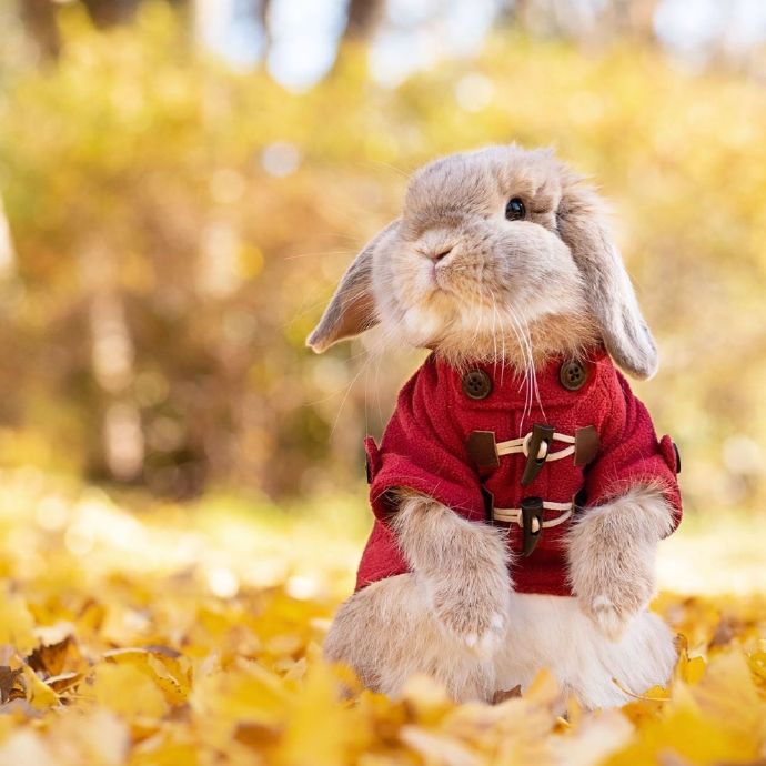 点击大图看下一张：秋日里的侦探兔兔图片