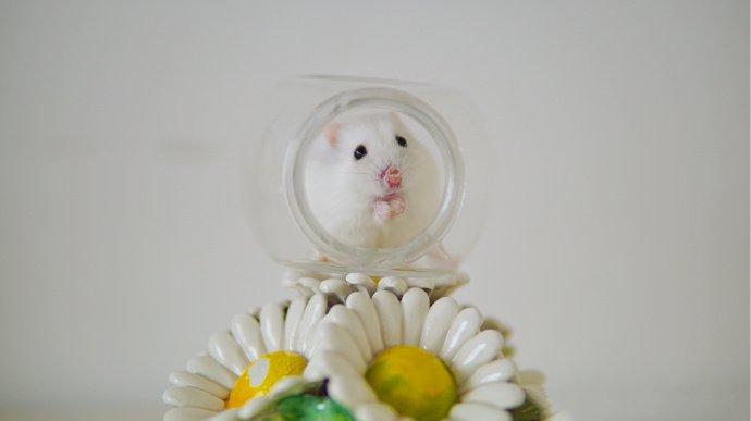 点击大图看下一张：一组花花上可爱的仓鼠图片