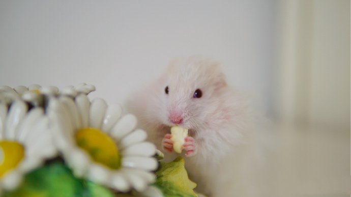 点击大图看下一张：一组花花上可爱的仓鼠图片