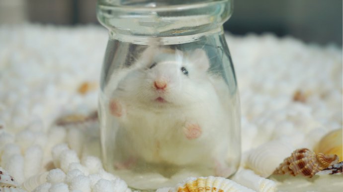 点击大图看下一张：一组随性可爱的小仓鼠图片